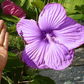 Ibišek Summerific Berry Awesome fialový 40/50 cm, v květináči Hibiscus Summerific Berry Awesome