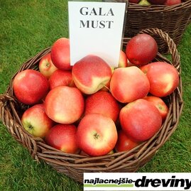 Jabloň Gala Must, volnokořeněná 1-roční Malus domestica Gala Must