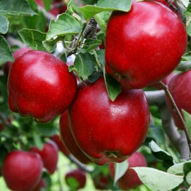 Jabloň Red delicious výška 130/150 cm obvod 8/10 cm, již rodící v květináči Malus red delicious