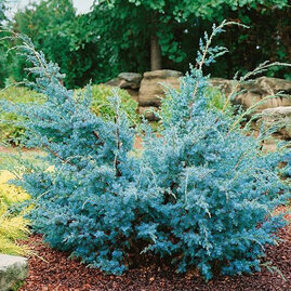 Jalovec činská Blue Alps, 30/40 cm, v květináči Juniperus chinensis Blue Alps