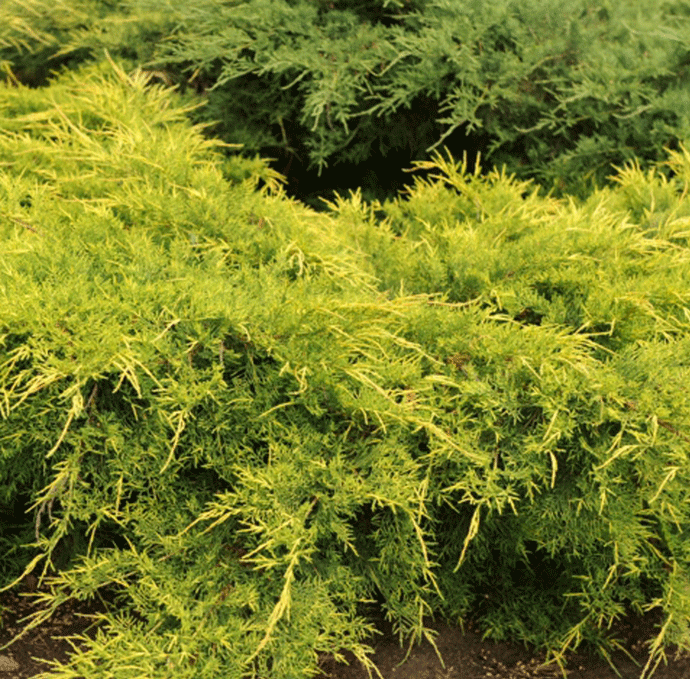 Jalovec pfitzerova x Gold Star,20-30cm, v květináči Juniperus pfitzeriana x Gold Star