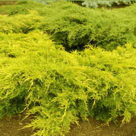 Jalovec pfitzerova x Old Gold, 20-30cm, v květináči Juniperus pfitzeriana x Old Gold