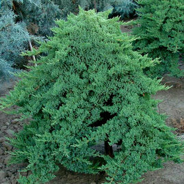 Jalovec poléhavý Nana, 20/30 cm, v květináči Juniperus procumbens Nana