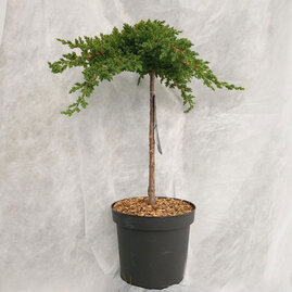 Jalovec procumbens Nana 25/30 cm na kmínku 100+ cm, v květináči Juniperus procumbens Nana