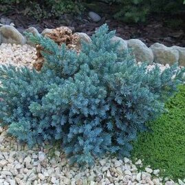 Jalovec šupinatý Blue Compact, v květináči 20/30 cm Juniperus squamata Blue Compact