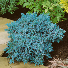 Jalovec šupinatý Blue Star, v květináči 20/30 cm Juniperus squamata Blue Star