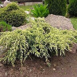Jalovec šupinatý Holger, v květináči 20/30 cm Juniperus squamata Holger