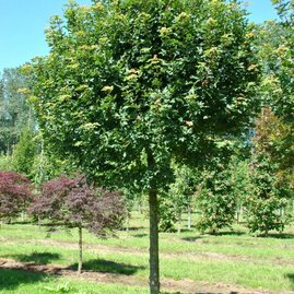 Javor polní Campestre 180/200 cm, v květináči Acer campestre