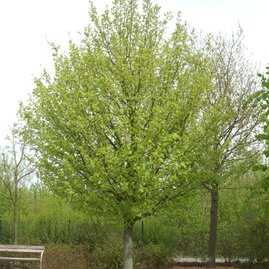 Javor polní Elsrijk obvod 8/10 cm, výška 300/400 cm, v kořenovém balu 40l Acer campestre Elsrijk