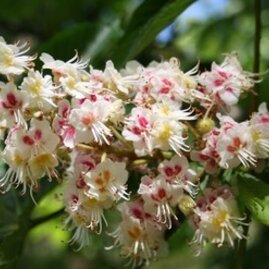 Jírovec Koňský 140/160 cm, v květináči Aesculus hippocastanum