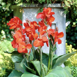 Lilie-Canna “Bronze Scarlet” v květináči 3L výška 30/40 cm Lalia-Canna “Bronze Scarlet”