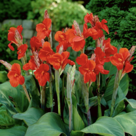 Lilie-Canna “Red Shades” ve květináči výška 30/40 cm Lalia-Canna “Red Shades