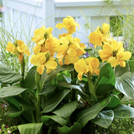 Lilie-Canna “Yellow” ve květináči výška 30/40 cm Lalia-Canna “Yellow”