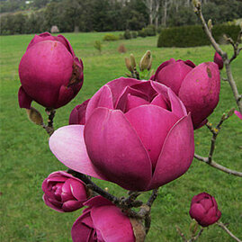 Magnólie Black Tulip 160/180 cm, v květináči Magnolia Black Tulip