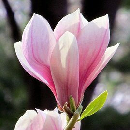 Magnólie Heaven Scent na kmínku 130/140 cm, obvod 6/8 cm,, v květináči Magnolia Heaven Scent