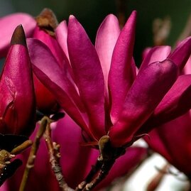 Magnólie Susan velkokvětá, 150/160 cm, v květináči Magnolia Susan