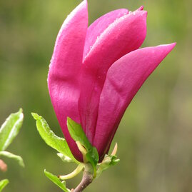 Magnólie Susan velkokvětá 60/100 cm, v květináči Magnolia Susan