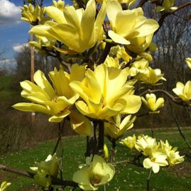Magnólie Yellow River 140/160 cm, v květináči Magnolia Yellow River