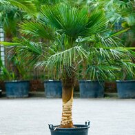 Mrazuvzdorná palma na kmínku 50/70 cm , celková výška 180/200 cm, v květináči Trachycarpus fortunei
