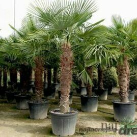 Mrazuvzdorná palma výška kmínku 15/25 cm, celková výška 60/80 cm, v květináči Trachycarpus fortunei