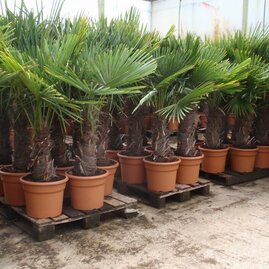 Mrazuvzdorná palma výška kmínku 200/220 cm, celková výška 400/500 cm, v květináči Trachycarpus fortunei