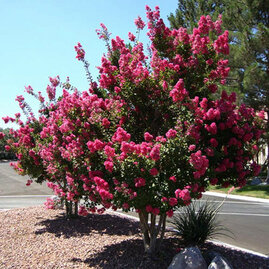 Myrta krepová rúžová 20/40cm, v květináči Lagerstroemia indica