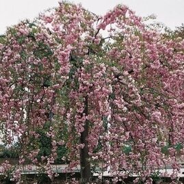 Okrasná Třešeň japonská Kiku Shidare / sakura / 150/170 cm, v květináči Prunus serrulata Kiku Shidare Sakura