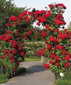 okrasné záhrady - ruže