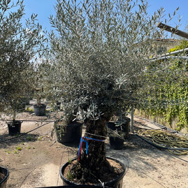 Olivovník (30 letý bonsai) obvod 60/80 cm, výška 190/230 cm, v květináči Olea Europaea