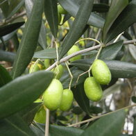 Olivovník