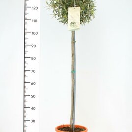 Olivovník na kmínku 150/170 cm, v květináči Olea europaea