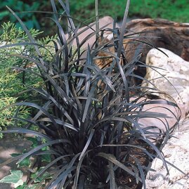 Ophiopogon Planiscarpus ´Nigrescens´ 10/20 cm , v květináči P9 Ophiopogon Planiscarpus Nigrescens