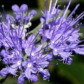 Ořechokřídlec Klandonský Heavenly Blue 25/35 cm, v květináči Caryopteris clandonensis Heavenly Blue