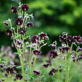 Orlíček Black Barlow, v květináči p9 Aquilegia