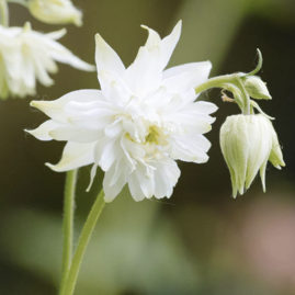 Orlíček white Barlow, v květináči p9 Aquilegia