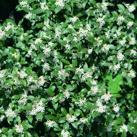 Osmanthus Burkwoodii 30/40 cm, v květináči Osmanthus Burkwoodii