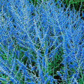 Perovskie lebedolistá Blue Spire, v květináči 20/40 cm Perovskia atriplicifolia Blue Spire