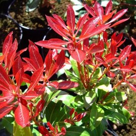 Pieris japonský Forest Flame v květináči 20/40cm Pieris japonica Forest Flame