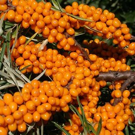 Rakytník samosprašný Friesdorfer Orange 20/30 cm, v květináči Hippophae rhamnoides