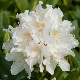 Rododendrón bílý Cunnninghams White 40/60 cm, v květináči Rhododendron