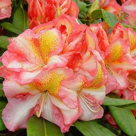 Rododendrón Hachmann´s Charmant, v květináči 25/35 cm Rhododendron Hachmann´s Charmant