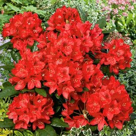 Rododendrón Red Jack, 30/40 cm Rhododendron Red Jack