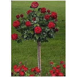 Růže červená na kmínku 90/110 cm, v květináči Rosa