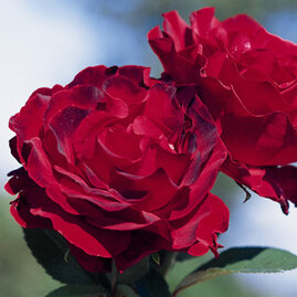 Růže Homage u Barbara, v květináči Rose Homage u Barbara