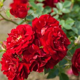 Růže mini fairy red, v květináči Rosa Floribunda mini fairy red