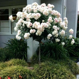 Růže na kmínku bílá , v květináči 90/110 cm Rosa