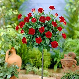 Růže na kmínku Cygne Noire, v květináči 90/110 cm Rosa