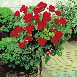 Růže na kmínku Eltoro , v květináči 90/110 cm Rosa