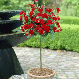 Růže na kmínku Ingrid Bergmann, v květináči 90/110 cm Rosa