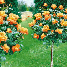 Růže na kmínku oranžová 90/110 cm, v květináči Rosa orange